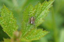 Aculepeira armida