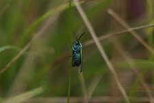 Adscita sp.