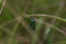 Adscita sp.