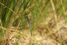 Anax empereur / Anax imperator