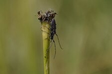Agapanthe du chardon - sous réserve