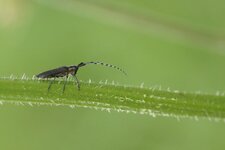 Agapanthia sp.