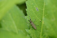 Agapanthia villosoviridescens