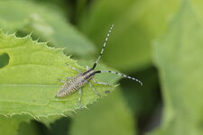 Agapanthia Villosoviridescens