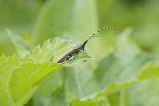 Agapanthia Villosoviridescens