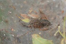 Agellena labyrintica