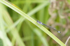 Agrion élégant femelle