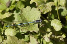 Agrion jouvencelle