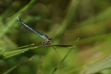 Agrion jouvencelle