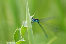 Agrion jouvencelle 