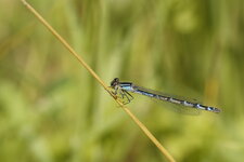 Agrion mignon - femelle
