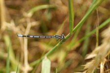 Agrion porte-coupe