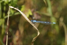 Agrion porte-coupe