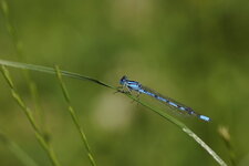 Agrion porte-coupe - mâle
