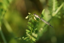 Agrion porte-coupe femelle