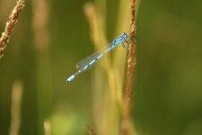 Agrion Porte-Coupe - Enallagma cyathigerum