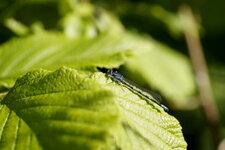 Agrion porte coupe - sous réserve