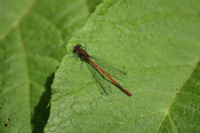 Agrion sanglant