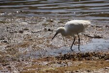 Aigrette garzette 