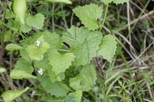 Alliaire officinale - Allaria officinalis