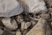 Alopecosa sp. - sous réserve