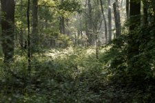Ambiance forestière en forêt de Phalempin