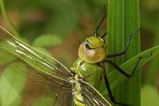 Anax empereur