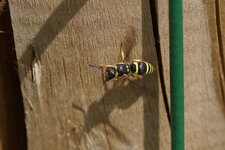 Ancistrocerus sp.