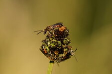 Lasioglossum sp.