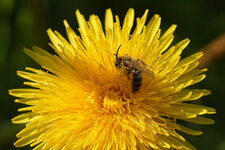 Andrena sp.