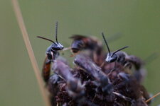 Lasioglossum sp.