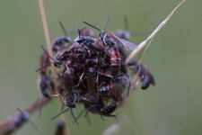 Lasioglossum sp.