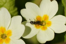 Andrena sp.