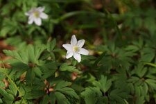 Anémone sylvestre