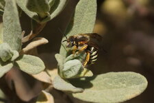 Anthidium sp.