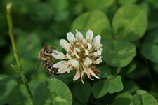 Apis mellifera sur un Trèfle blanc
