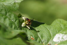 Apis mellifera (???) sur fleur de Bryone
