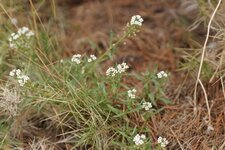 Arabette sp.