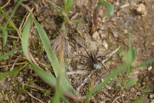 Araignée loup et sa ponte