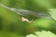 Aranéide sp.