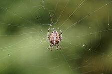 Araneus diadematus femelle