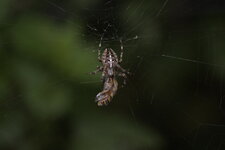 Araneus diadematus vs helophilus pendulus