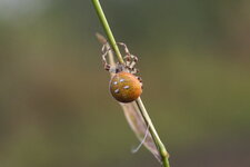 Araneus quadratus