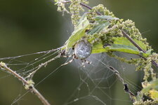 Araneus quadratus femelle - sous réserve