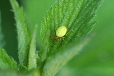 Araniella cucurbitina
