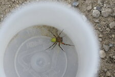 Araniella opistographa - sous réserve