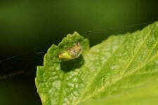 Araniella sp.