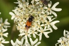 Arge cyanocrocea - sous réserve