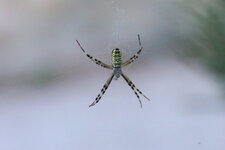 Argiope bruennichi