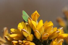 Argus vert sur fleurs d